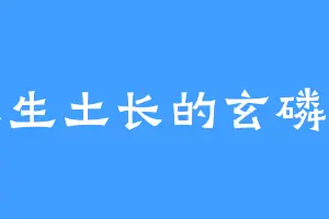 土生土长的玄磷猿