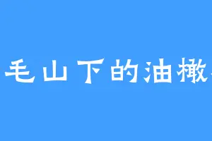 白毛山下的油橄榄